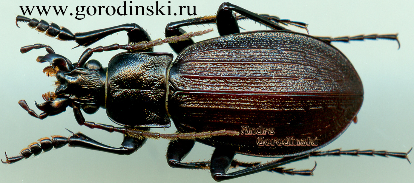 http://www.gorodinski.ru/carabus/Aulonocarabus sichotensis.jpg